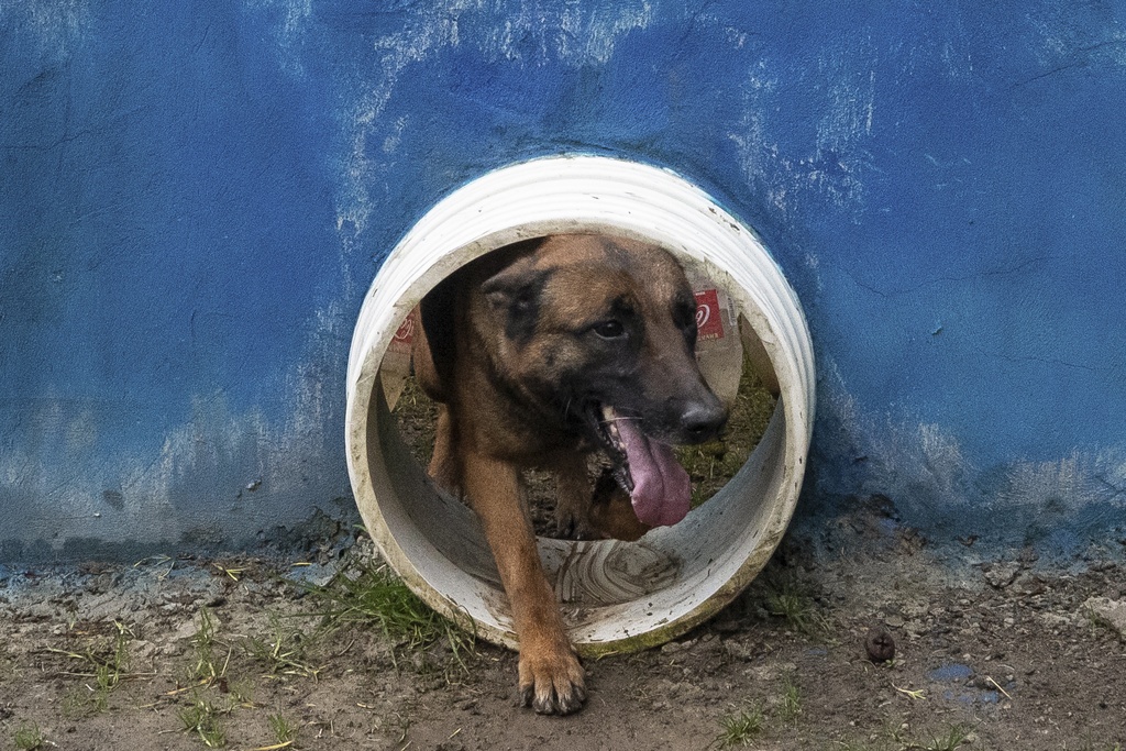 Ejército de Colombia busca a perro heroico que ayudó a encontrar a 4 niños en la Amazonía
